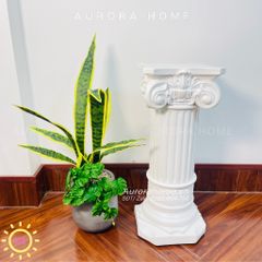 Chậu cây mini cây Lưỡi Hổ mix Trầu bà