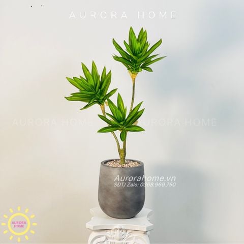 Chậu cây mini cây Thủy Trúc giả cao cấp