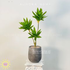 Chậu cây mini cây Thủy Trúc giả cao cấp