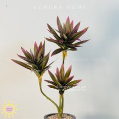 Chậu cây mini cây Thủy Trúc giả cao cấp ( tím )