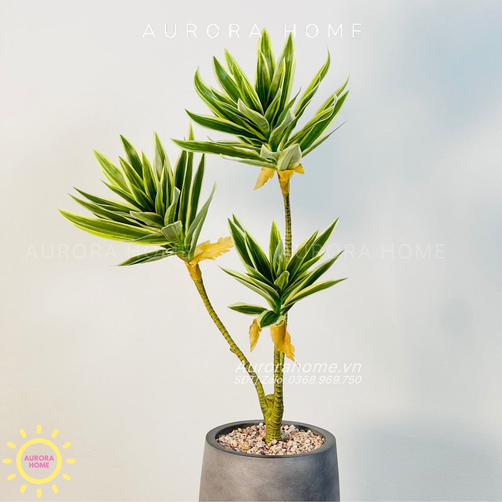 Chậu cây mini cây Thủy Trúc giả cao cấp ( xanh trắng )