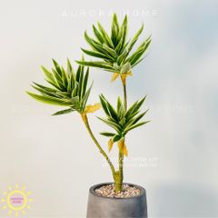 Chậu cây mini cây Thủy Trúc giả cao cấp ( xanh trắng )