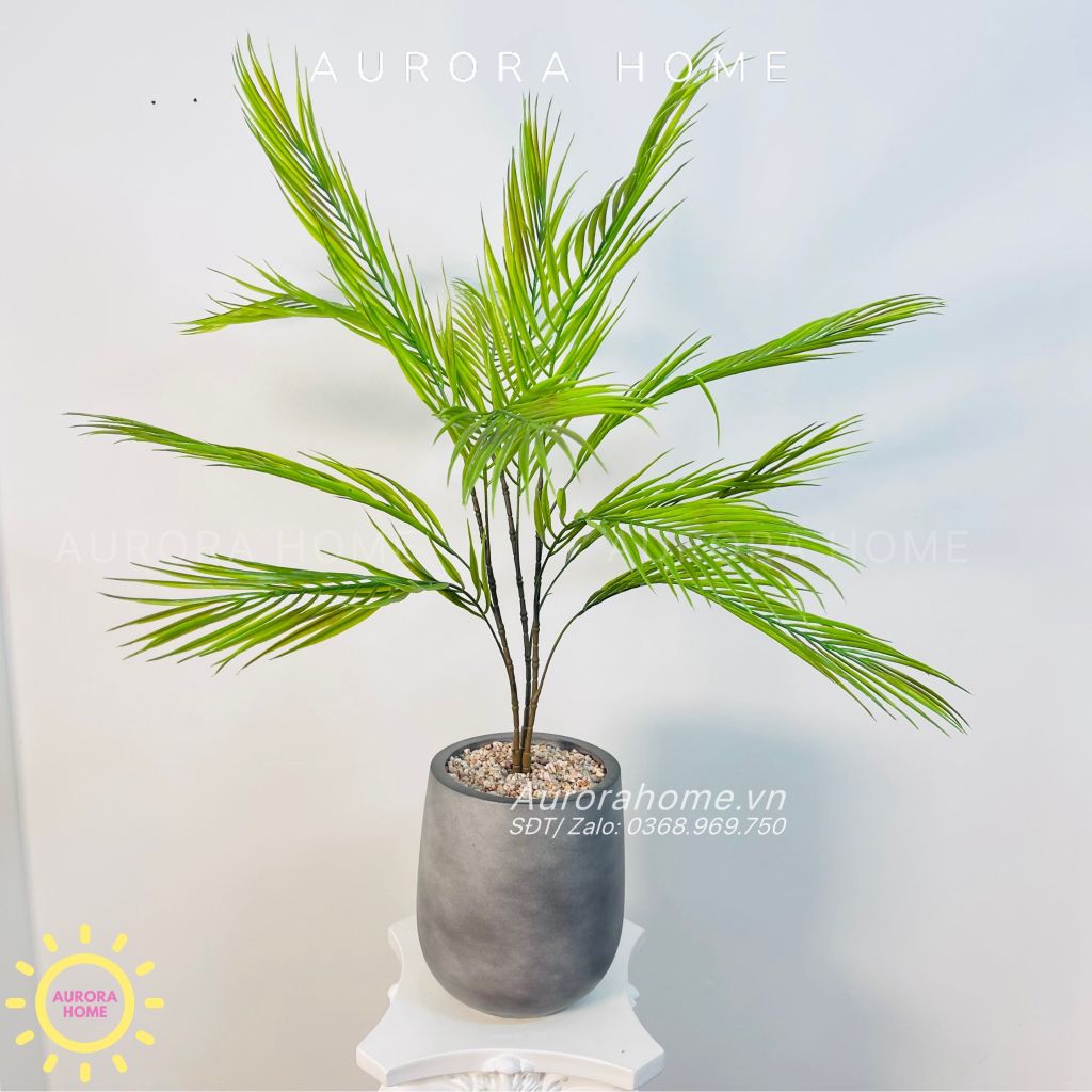 Chậu cây mini cây Cau Tiểu Trâm giả