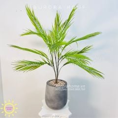 Chậu cây mini cây Cau Tiểu Trâm giả