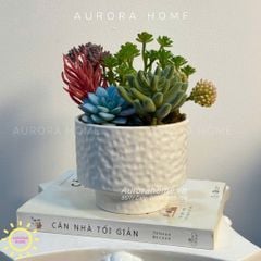 Chậu hoa sen đá thiết kế Maya