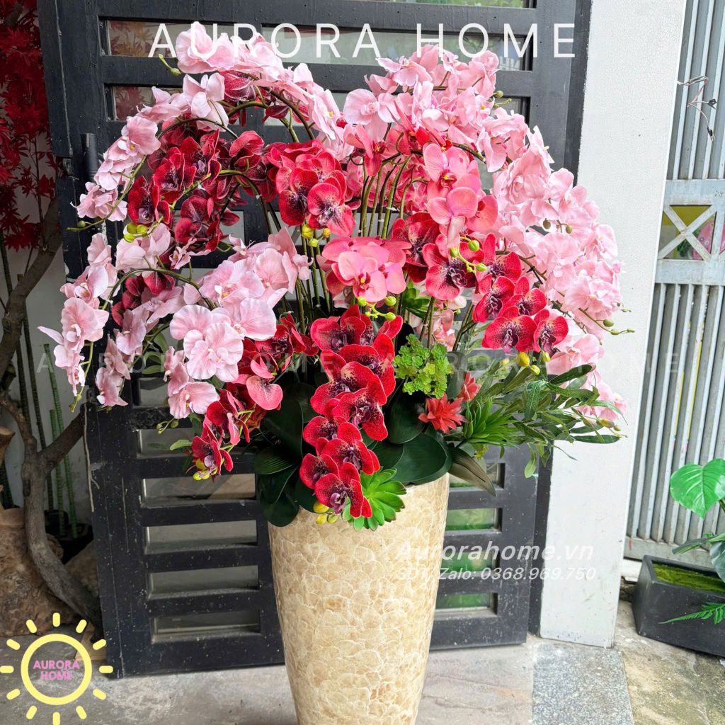 Chậu hoa Lan Hồ Điệp tông màu đỏ hồng tinh tế