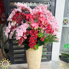 Chậu hoa Lan Hồ Điệp tông màu đỏ hồng tinh tế