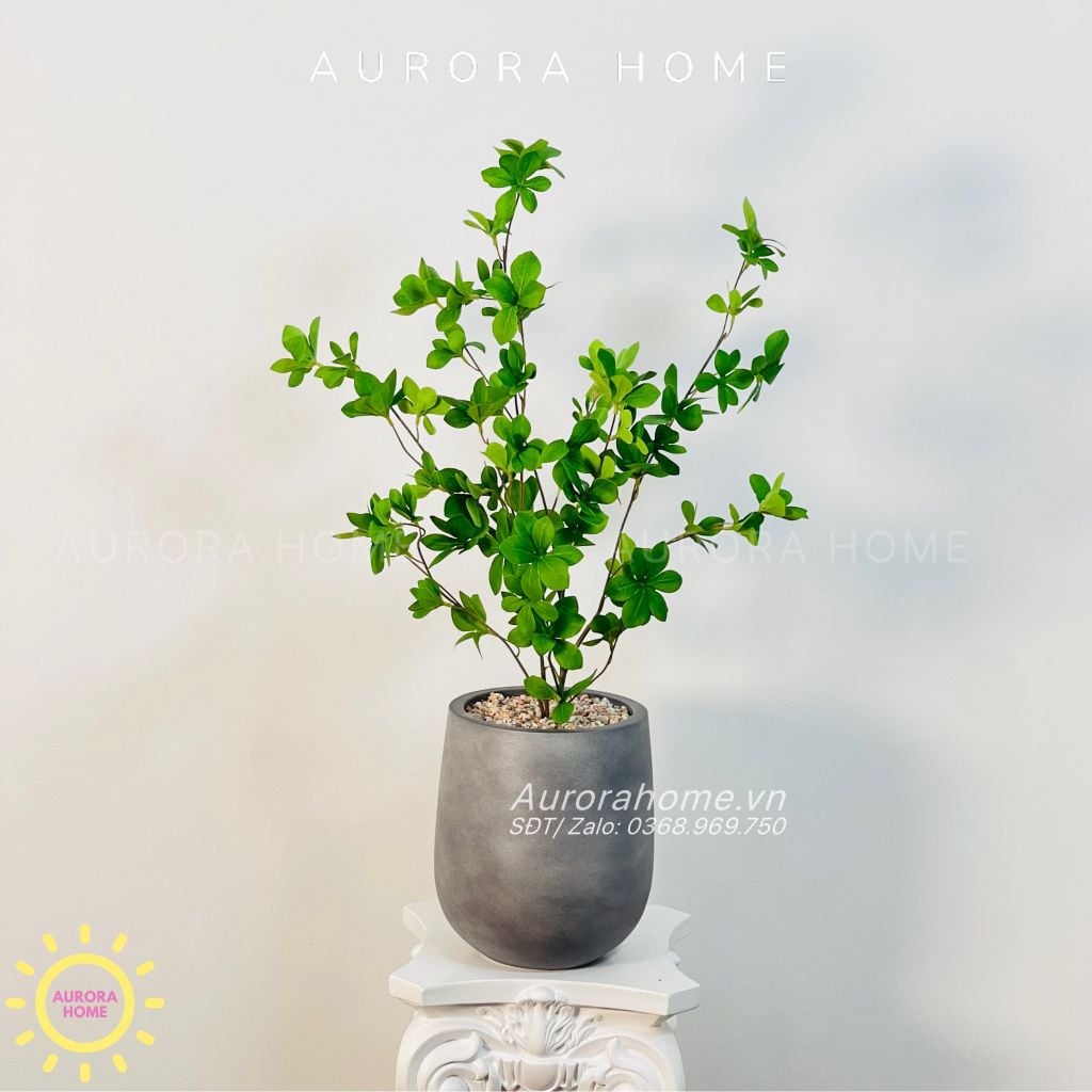 Chậu cây mini cây Thach Nam giả để bàn