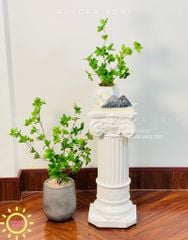 Chậu cây mini cây Thach Nam giả để bàn