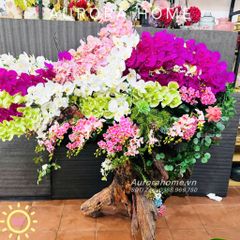 Chậu hoa Lan Hồ Điệp thiết kế theo yêu cầu