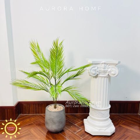 Chậu cây mini cây Cau Tiểu Trâm giả