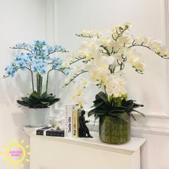 Bình hoa giả lan hồ điệp Aurora Fika (Nhiều màu)