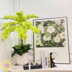 Bình hoa giả lan hồ điệp Aurora Fika (Nhiều màu)