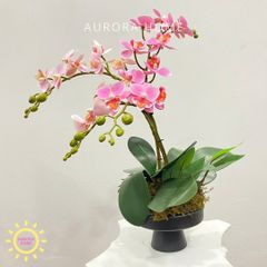 Bình hoa lan mini tông hồng đáng yêu