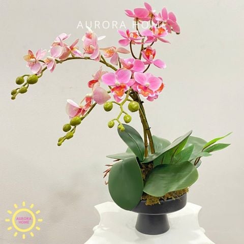 Bình hoa lan mini tông hồng đáng yêu