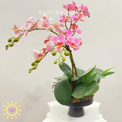 Bình hoa lan mini tông hồng đáng yêu