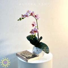Bình hoa lan tiểu hồ điệp Epik Rika