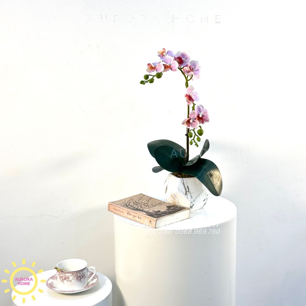 Bình hoa lan tiểu hồ điệp Epik Rika