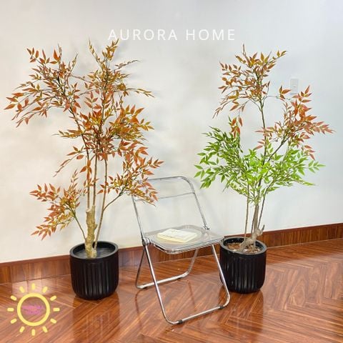 Cây nam thiên trúc lá đỏ cao cấp trang trí nhà