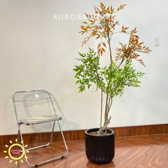 Cây nam thiên trúc lá đỏ cao cấp trang trí nhà