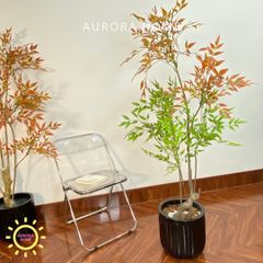 Cây nam thiên trúc lá đỏ cao cấp trang trí nhà