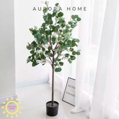 Cây bạch đàn giả trang trí nhà (Cây dollar)