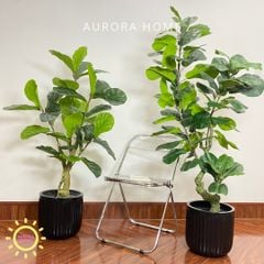 Chậu cây bàng dáng Bonsai giả cao cấp trang trí nhà