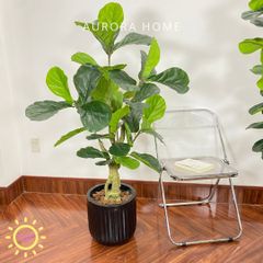 Chậu cây bàng dáng Bonsai giả cao cấp trang trí nhà