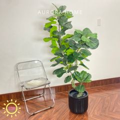 Chậu cây bàng dáng Bonsai giả cao cấp trang trí nhà