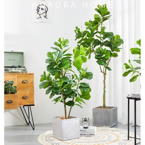 Cây bàng Singapore giả