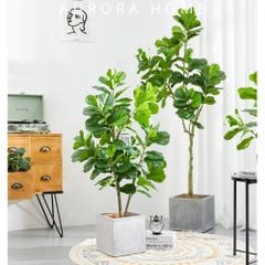 Cây bàng Singapore giả