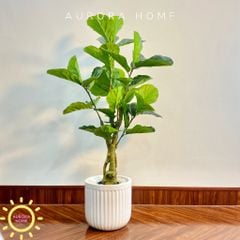 Cây bàng Singapore giả phong cách Minimalism