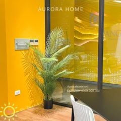 Cây cau haiwai giả cao cấp tán xoè