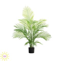 Cây cau haiwai giả cao cấp tán xoè