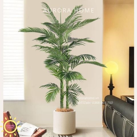 Cây cau xanh dáng đẹp cao 2m