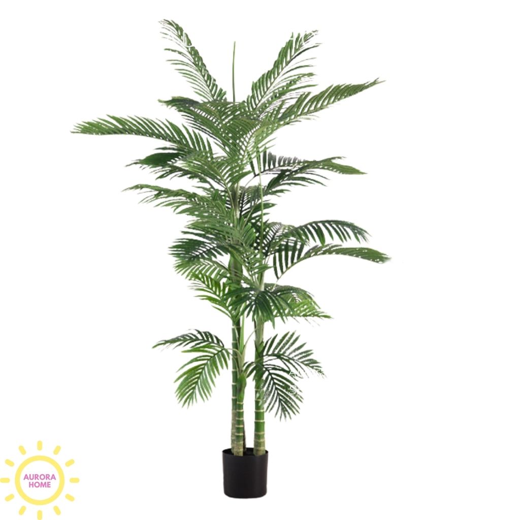 Cây cau xanh dáng đẹp cao 2m