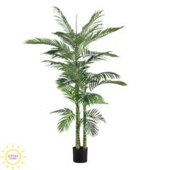 Cây cau xanh dáng đẹp cao 2m