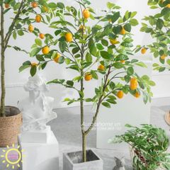 Cây chanh giả trang trí nhà siêu dễ thương