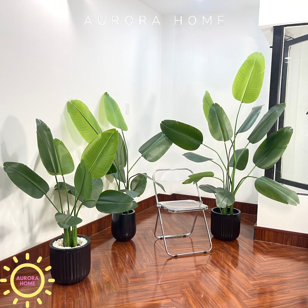 Cây chuối Singapore giả