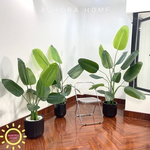 Cây chuối Singapore giả