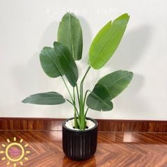 Cây chuối Singapore giả