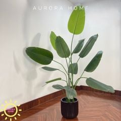 Cây chuối Singapore giả