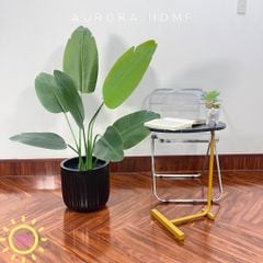 Cây chuối Singapore giả