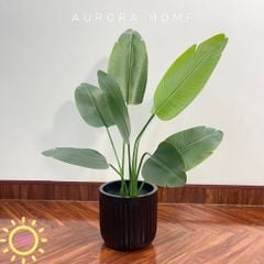 Cây chuối Singapore giả