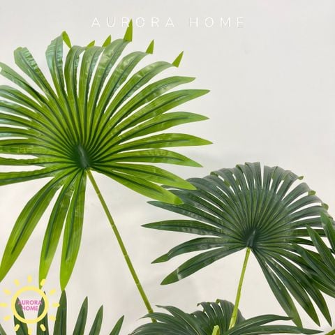 Cây cọ giả tán xoè đẹp