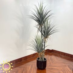 Cây giả Premium cây huyết rồng trang trí (210cm)