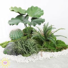 Cây giả cao cấp cây cọ lùn tán xoè