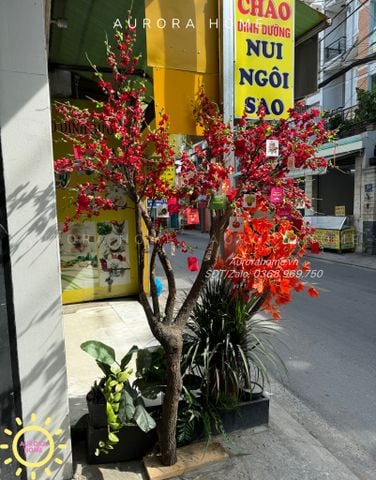 Cây đào cổ thụ đỏ xinh xắn trang trí Tết