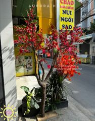 Cây đào cổ thụ đỏ xinh xắn trang trí Tết