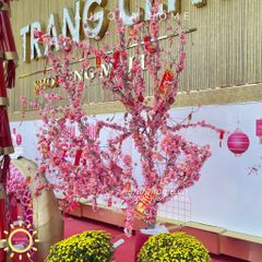 Cây đào rừng nhỏ trang trí Tết (trồng theo yêu cầu)